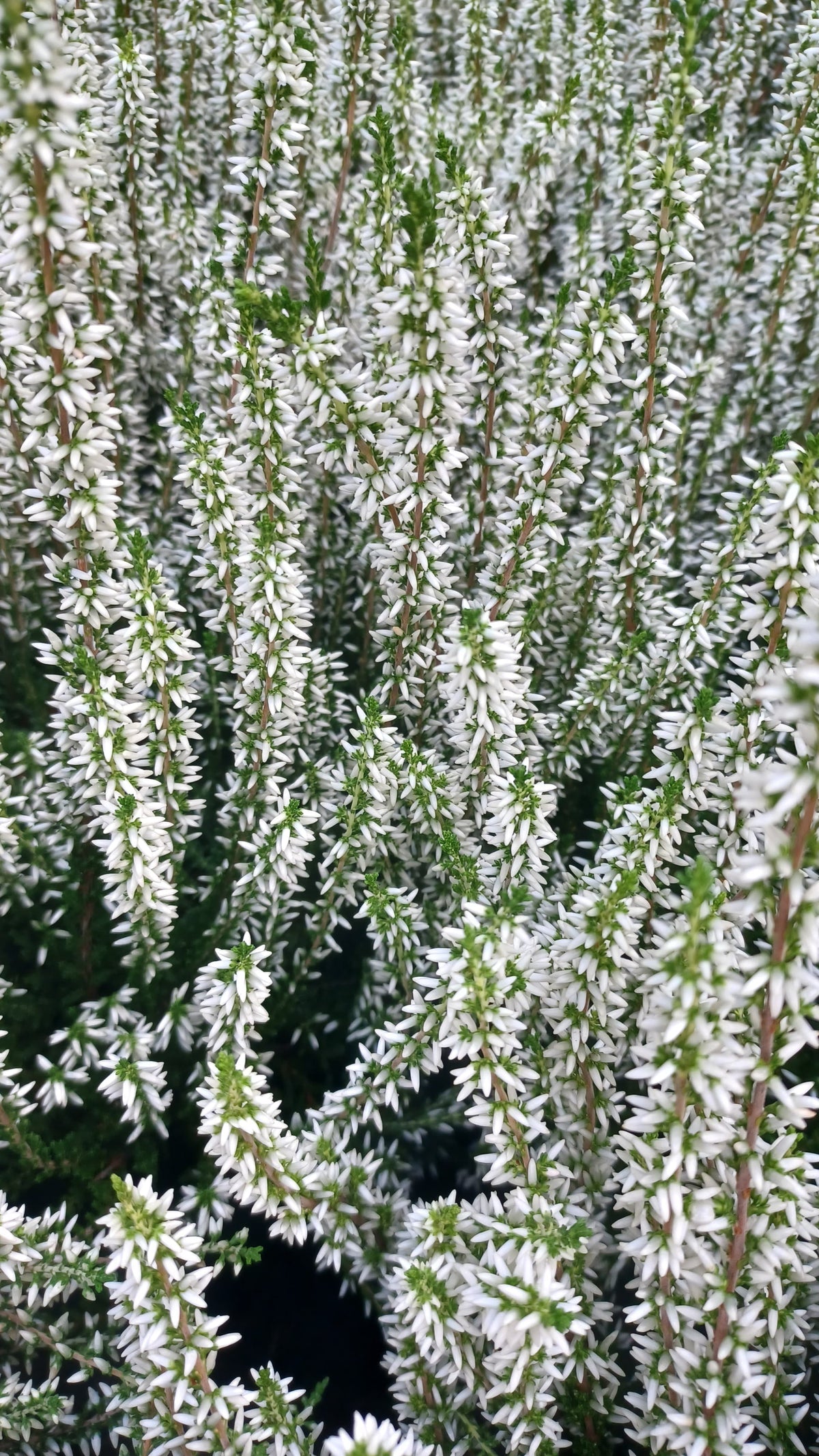 Workshop 07.10.2027 Herbstkranz