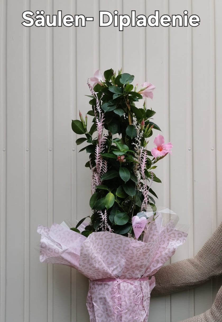 Säulen- Dipladenie