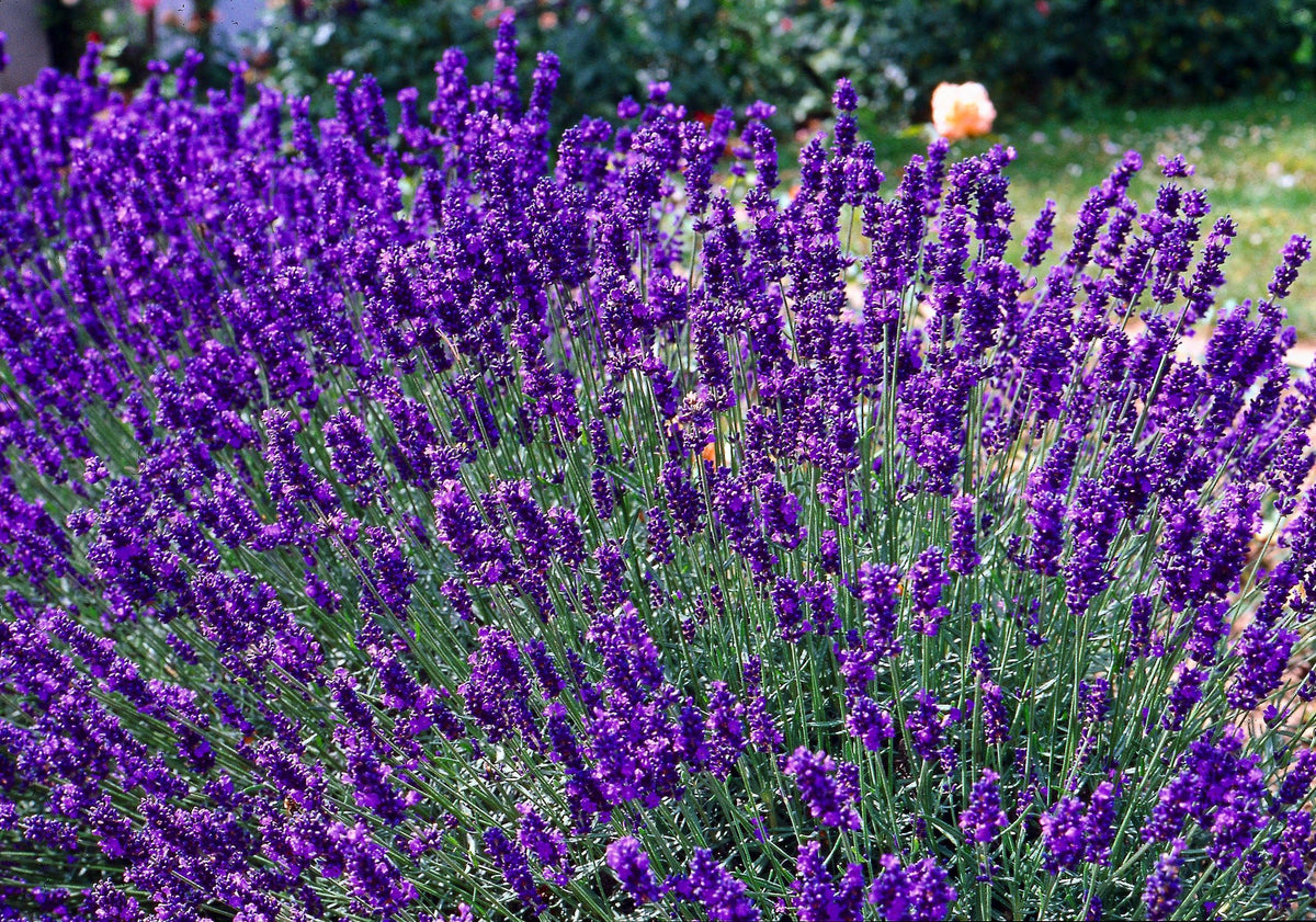 Workshop 22.04.2027 Sommerlicher Kräuterkranz