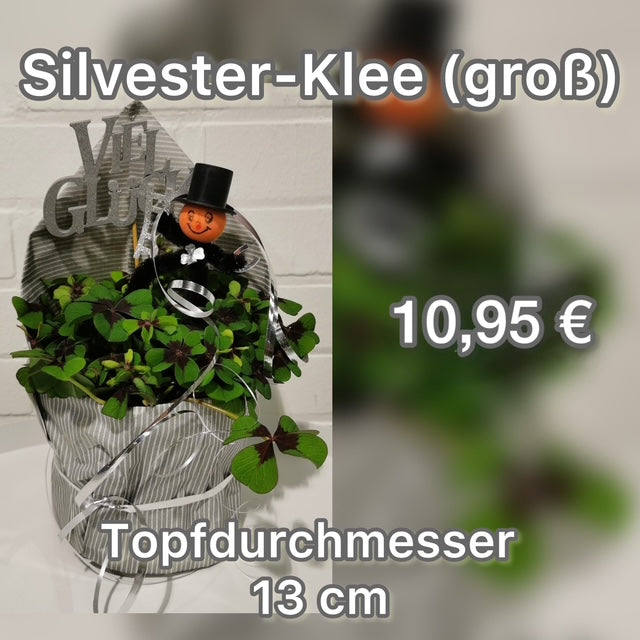 Silvester-Klee (groß)