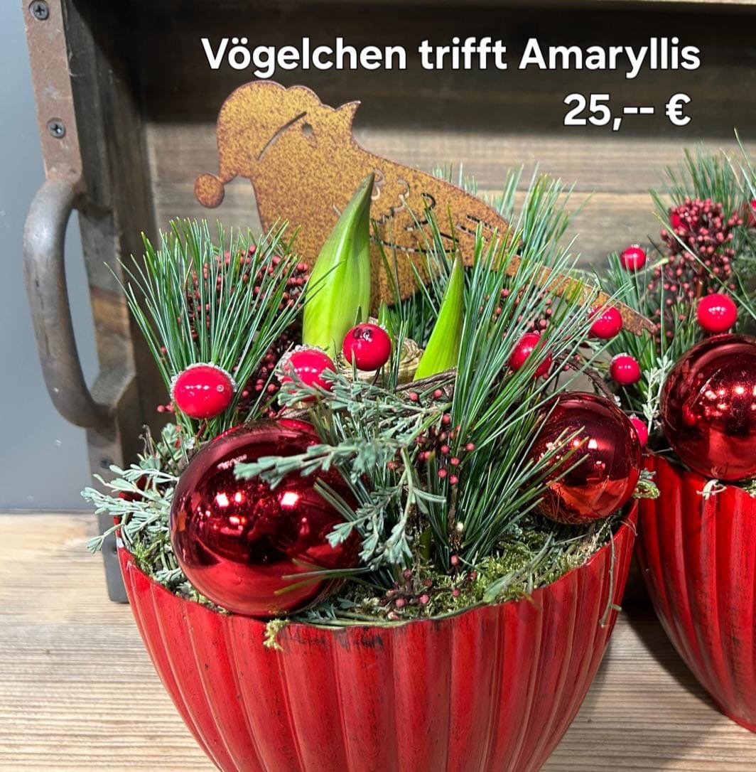 Vögelchen trifft Amaryllis