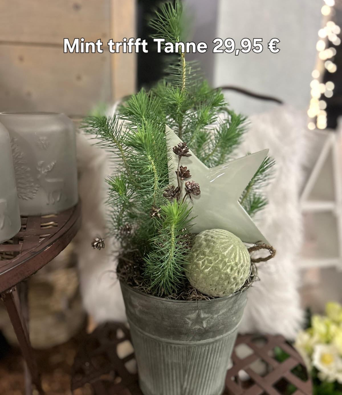 Mint trifft Tanne