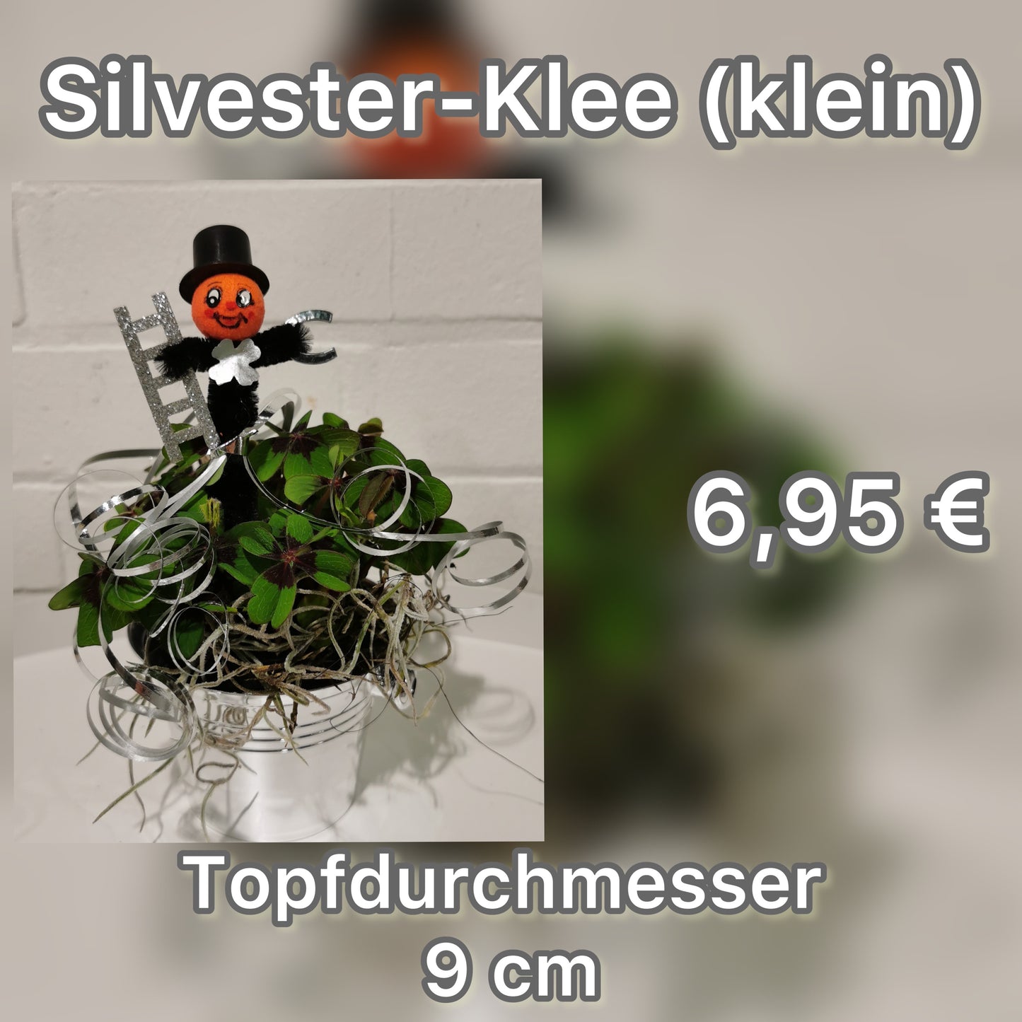 Silvester-Klee (klein)
